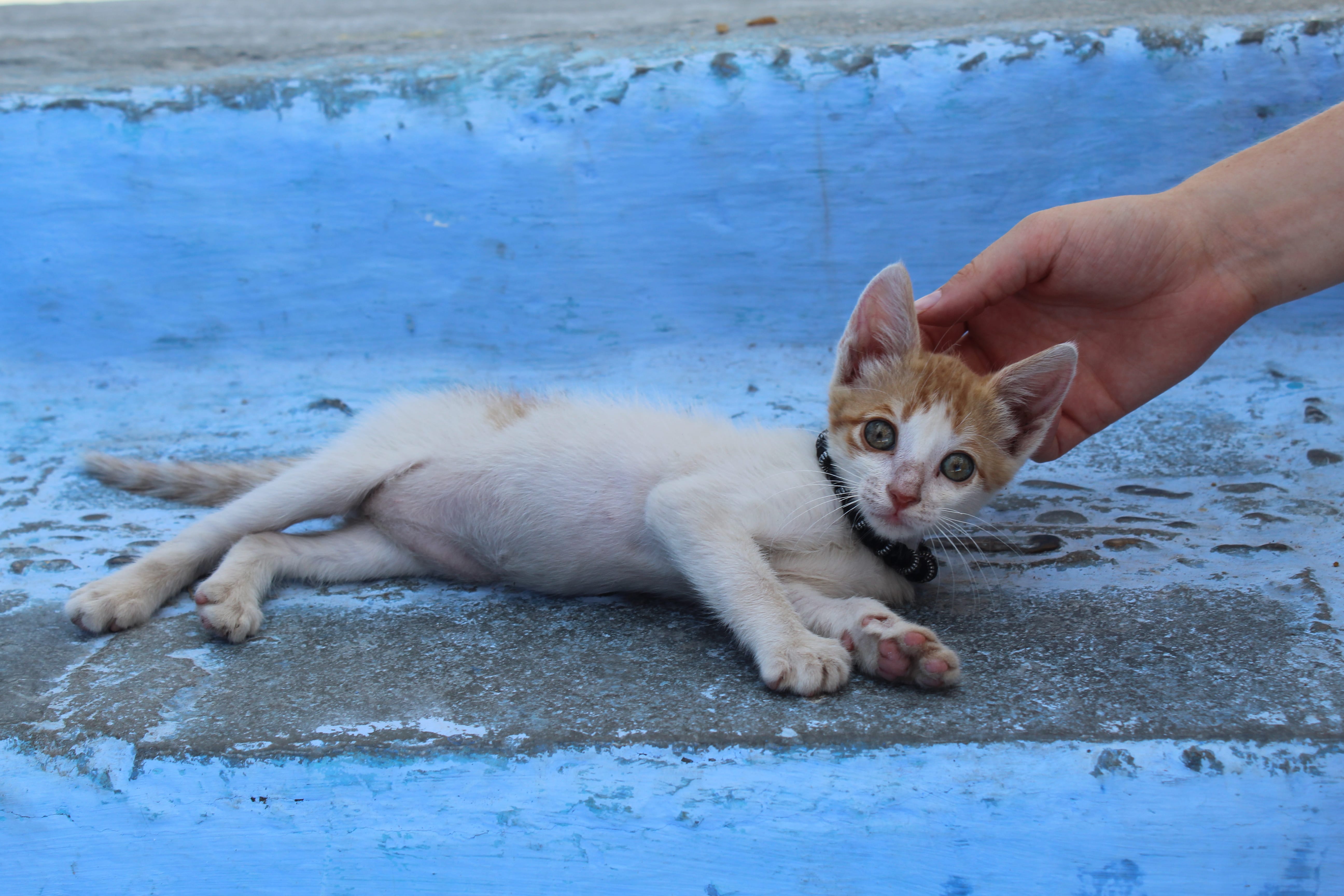 chefchaouen cat