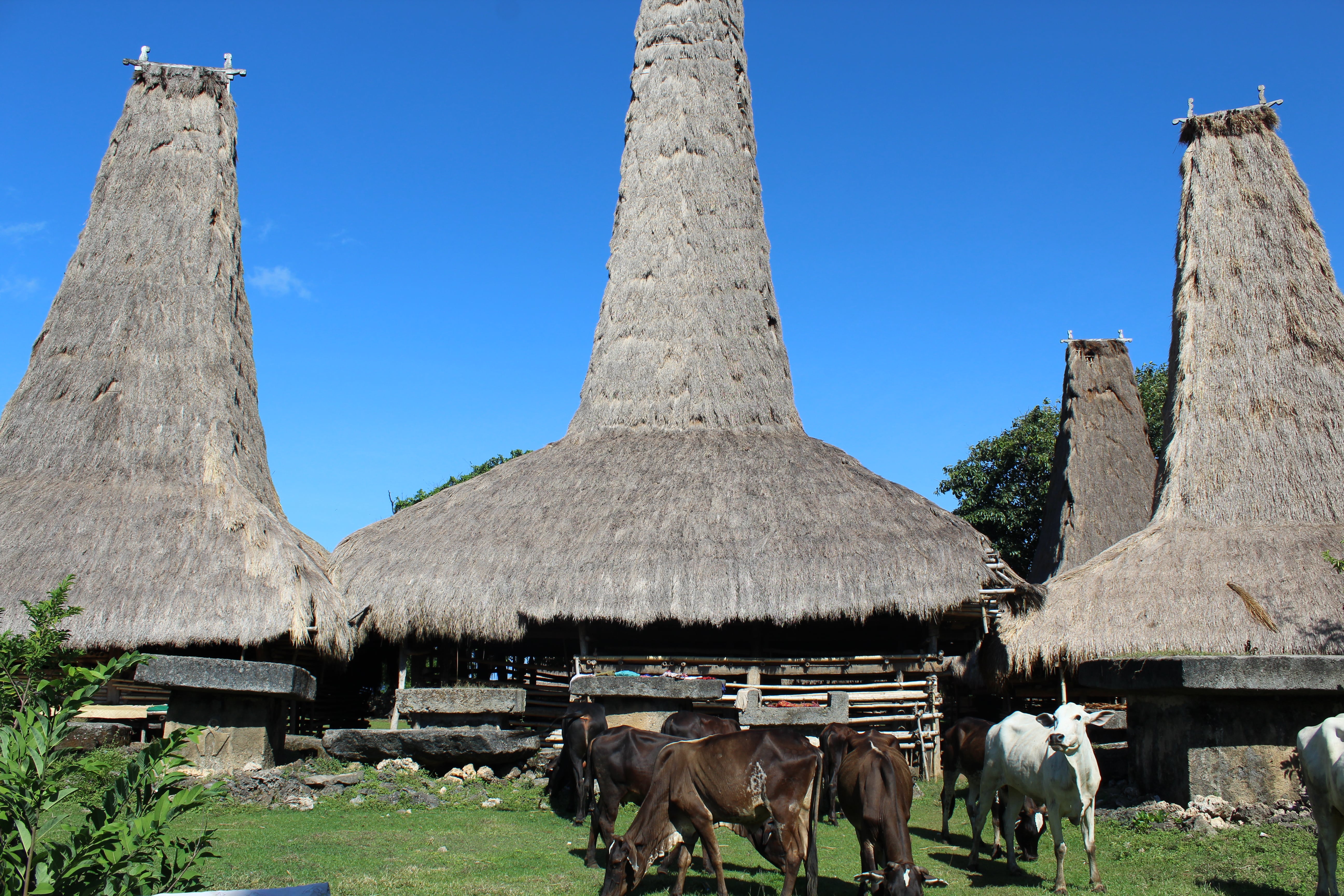 sumba village